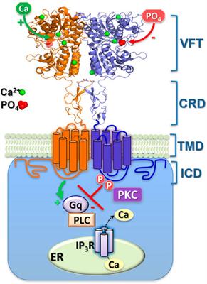 Inhibition of the calcium-sensing receptor by extracellular phosphate ions and by intracellular phosphorylation
